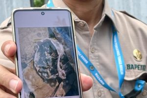 Update Berita Terkini Udang Tangerang Mengandung Radioaktif